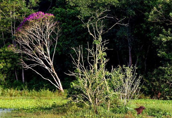 Brasil estoca no solo o equivalente a 70 anos de emissões de CO2