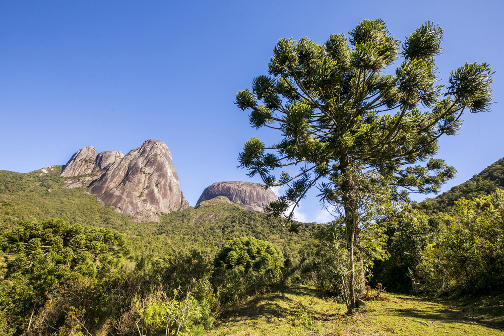 Retorno triunfal da fauna silvestre: uma vitória para a conservação no Rio de Janeiro