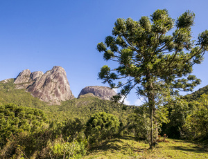 Retorno triunfal da fauna silvestre: uma vitória para a conservação no Rio de Janeiro