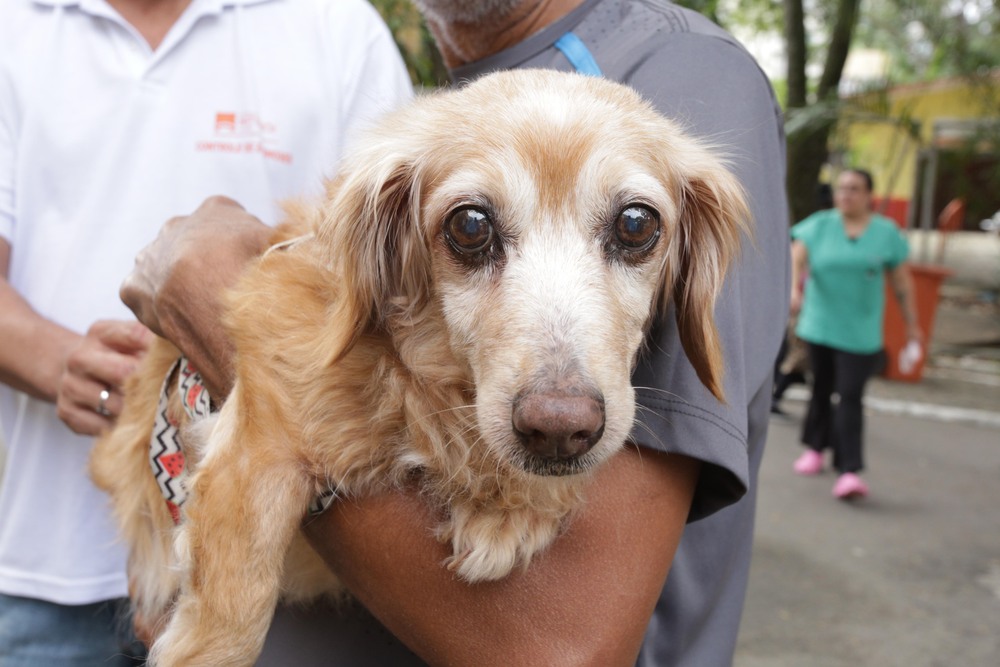 Campanha de Vacinação Antirrábica Animal começa neste sábado (16) em Niterói