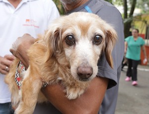 Campanha de Vacinação Antirrábica Animal começa neste sábado (16) em Niterói