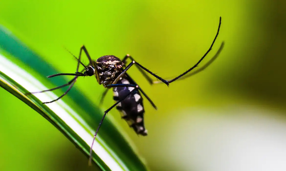 Tire as principais dúvidas sobre a vacinação contra dengue