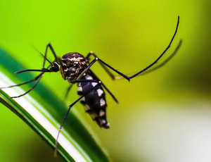 Tire as principais dúvidas sobre a vacinação contra dengue