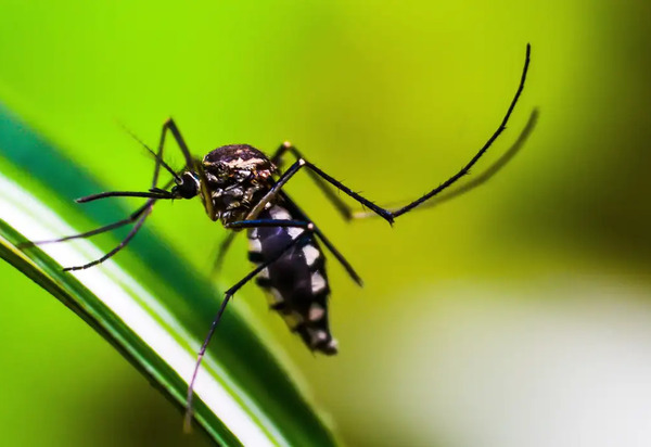 Tire as principais dúvidas sobre a vacinação contra dengue