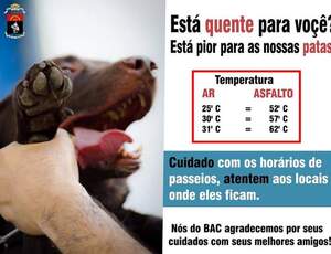 O que fazer com seu cão em dias de onda de calor ?