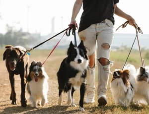 Crescimento do mercado pet e oportunidade de negócio e empregos 