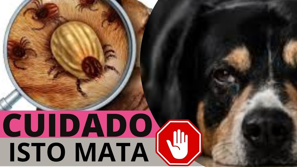 Seu cachorro está com carrapato ? Se a resposta for sim ,então fiquem atentos .