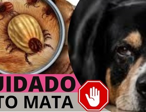 Seu cachorro está com carrapato ? Se a resposta for sim ,então fiquem atentos .