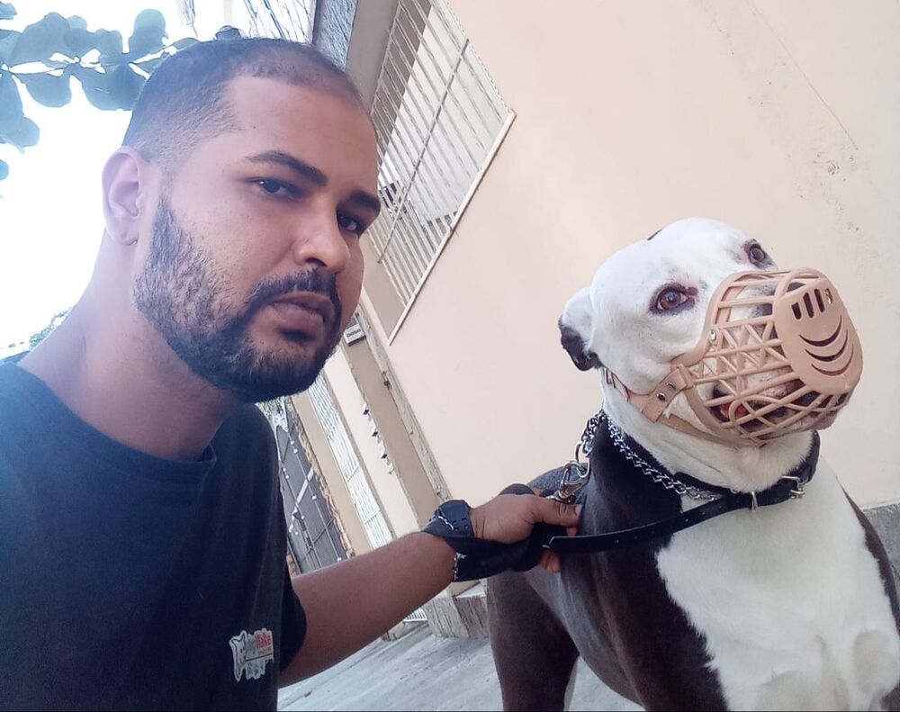 O aumento de ataques de Pitbull volta a crescer no RJ