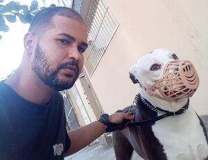 O aumento de ataques de Pitbull volta a crescer no RJ