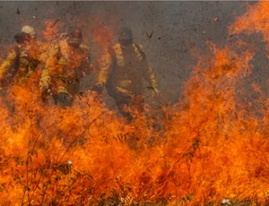 Pantanal acumula em 12 meses mais de 9 mil focos de incêndio