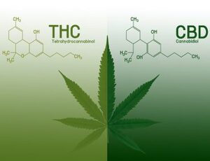 PEC das Drogas é inconstitucional, afirma especialista em Direito Canábico