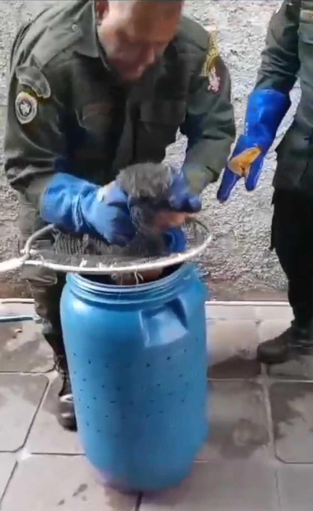 Coordenadoria de Meio Ambiente da Guarda Municipal de Niterói resgata ariranha em piscina no Cafubá 