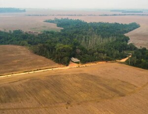 Cercadas pelo veneno, comunidades rurais estão desaparecendo junto com a Amazônia