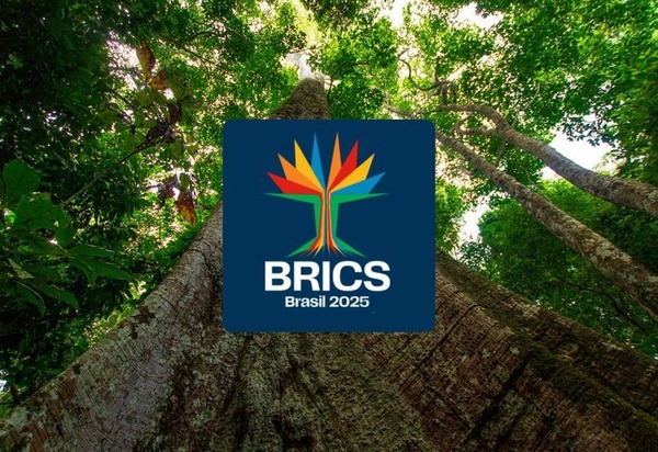 Samaúma é a logomarca do Brics Brasil: árvore amazônica traduz objetivos do grupo