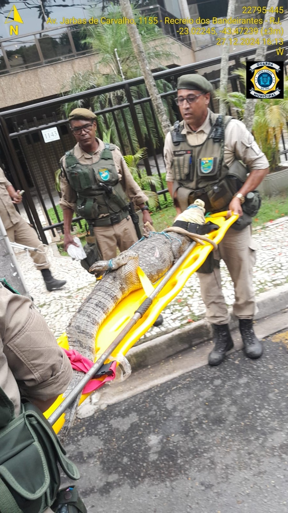 Jacaré é resgatado dentro de condomínio no Recreio