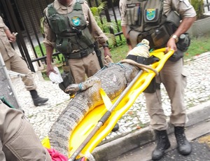 Jacaré é resgatado dentro de condomínio no Recreio