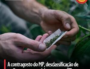 Supremo Tribunal Federal (STF) decide não criminalizar o uso pessoal de pequenas quantidades de maconha, beneficiando milhares de usuários