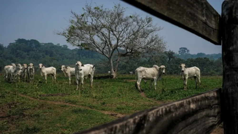 Segundo maior frigorífico do país lucra na Bolsa com lavagem de gado e desmatamento ilegal 