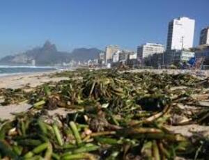 Gigoias invadem a praia da Barra da Tijuca. Uma verba para solucionar o problema existiu, mas sumiu na burocracia!