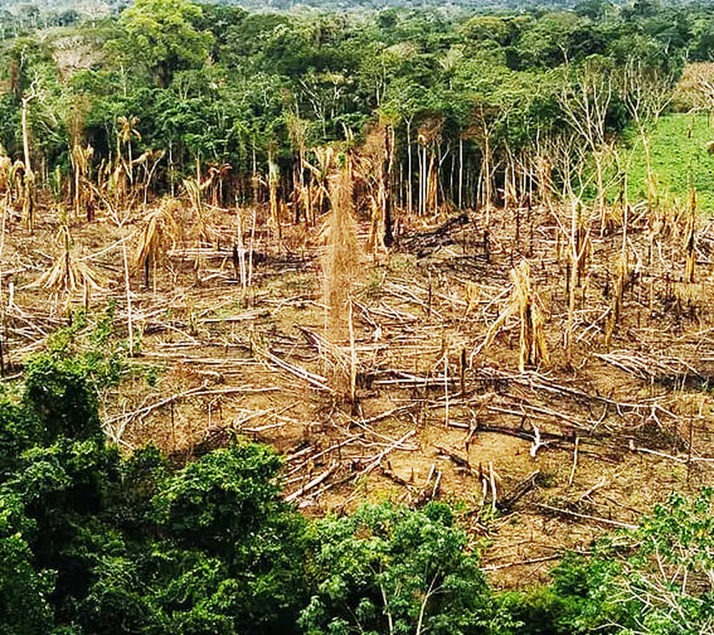 Política ambiental de Bolsonaro foi responsável por 40% de perda de florestas nativas no mundo em 2021, diz relatório