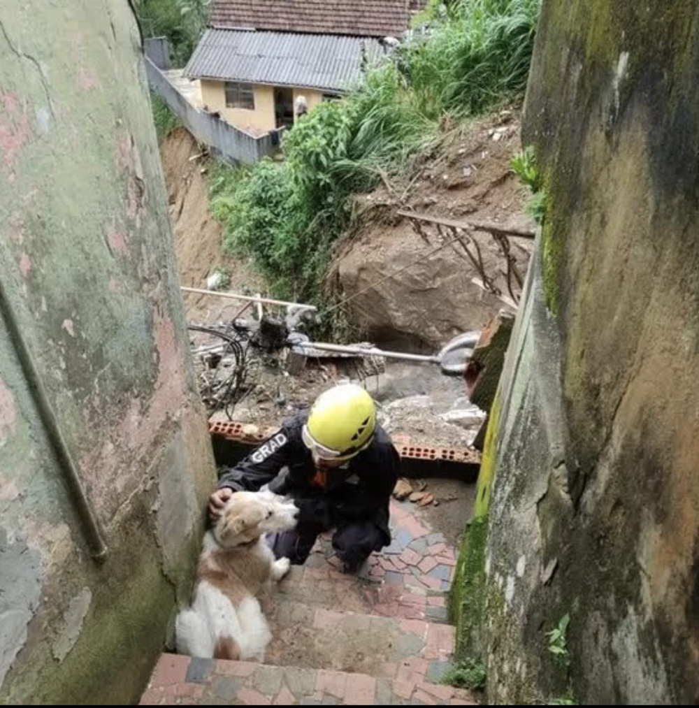 Voluntários que salvaram animais na tragédia das chuvas em Petrópolis vão ganhar a Medalha Tiradentes